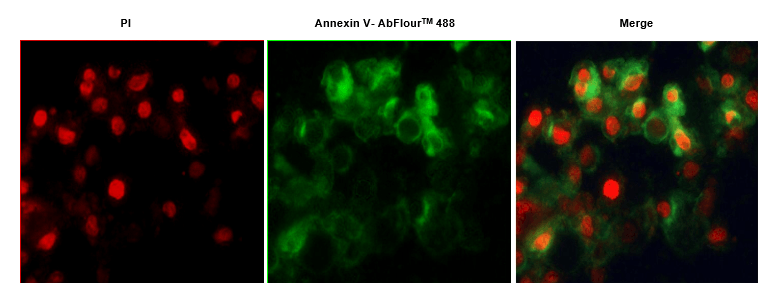 Annexin V-AbFluor™ 488/PI Apoptosis Detection kit