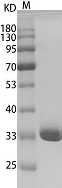 Human Annexin V/ANXA5 protein