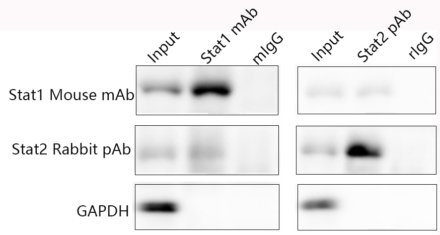 Universal IP/Co-IP Toolkit (Magnetic Beads)