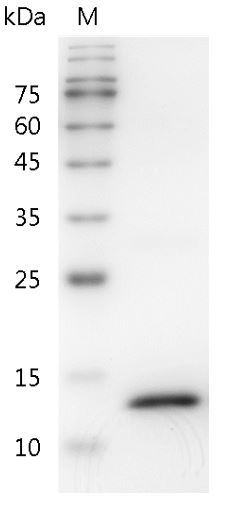 Mouse IFN-γ protein