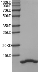Human IL-8 protein
