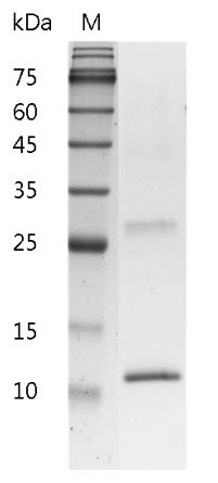 Mouse IL-4 protein