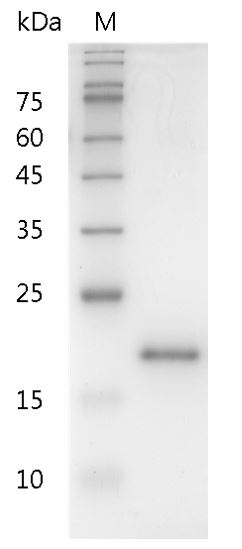Human IL-10 protein