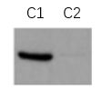 ExKine™ Cytoplasmic Protein Extraction Kit