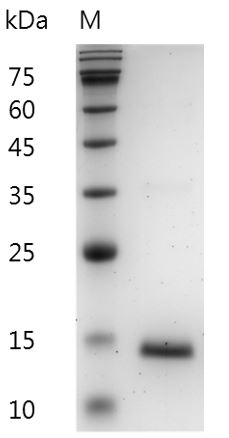 Mouse GM-CSF protein