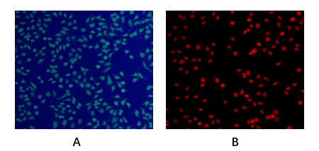 Live and Dead Cell Double Staining Kit