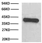 HRP Conjugated Anti-GAPDH Mouse Monoclonal Antibody (2B5)