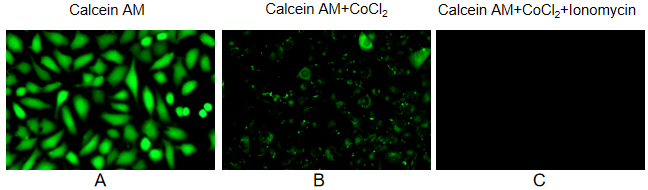 Mitochondrial Permeability Transition Pore Assay