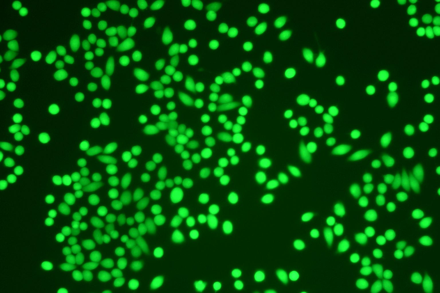 Fluo-4 Calcium Assay Kit