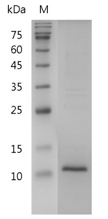 Human β-NGF protein, His tag (Animal-Free)