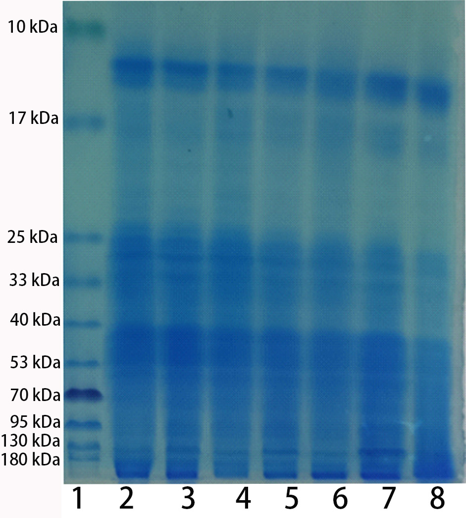 ExKine™ Pro Total Protein Extraction Kit for Animal Cultured Cells/Tissues