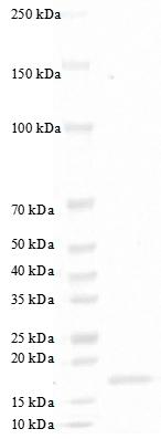 Human G-CSF Protein