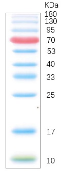 Colorcode Prestained Protein Marker (10-180 kDa)