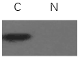 ExKine™ Nuclear and Cytoplasmic Protein Extraction Kit
