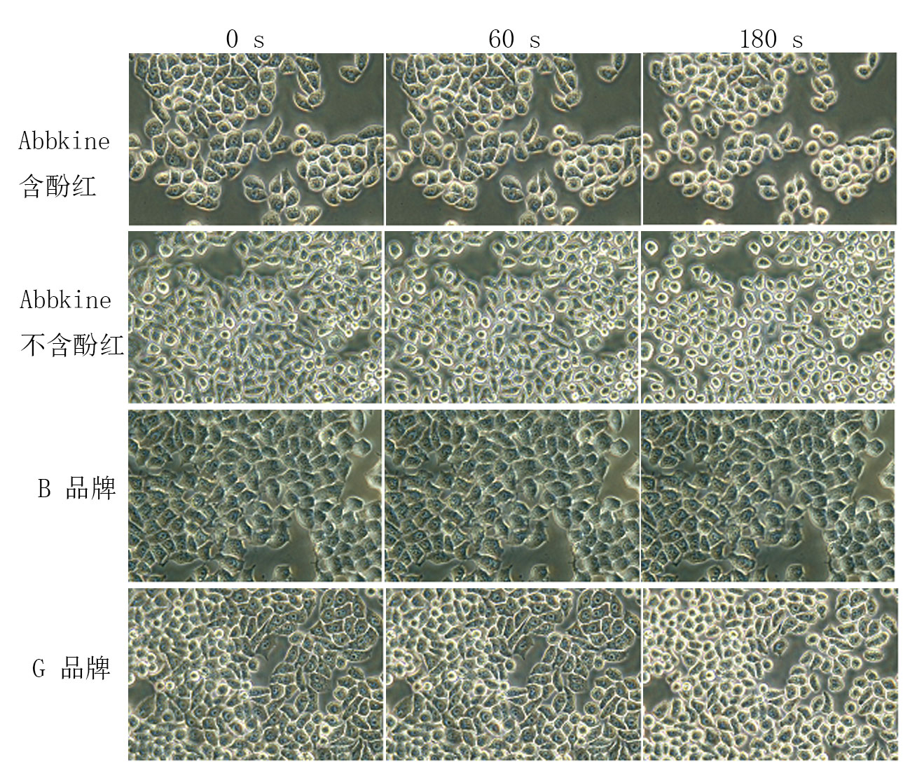 Trypsin-EDTA solution,0.25% (without phenol red)