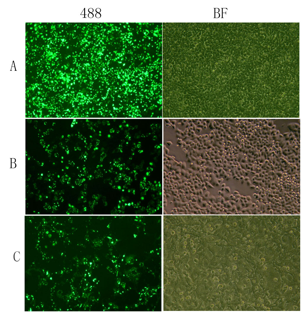 SuperKine™ Lipo3.0 Efficient Transfection Reagent