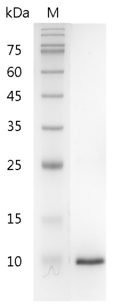 Mouse β-NGF protein