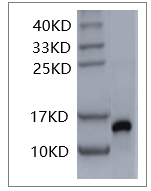 Human IL-2 protein