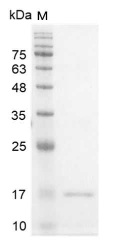 Human IFN-γ protein