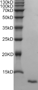 Rat EGF protein