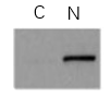 ExKine™ Nuclear Protein Extraction Kit