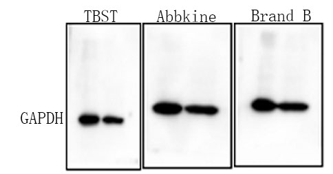 Universal Antibody Diluent Buffer