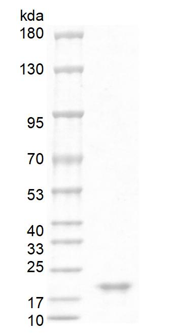 Human BAFF Protein