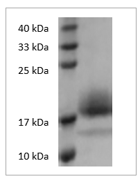 Mouse IL-4 protein (Animal-Free)