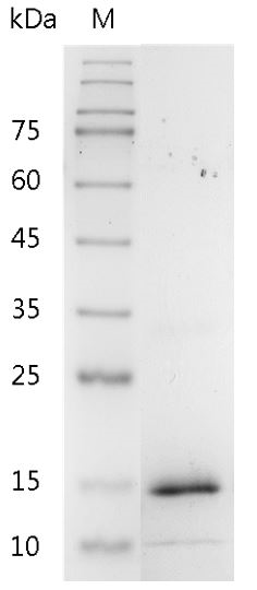 Human BMP-12 Protein, His tag (Animal-Free)
