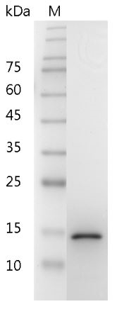 Mouse GDNF Protein, His tag (Animal-Free)