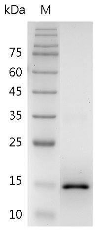 Mouse IL-17F Protein, His tag (Animal-Free)