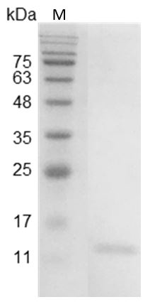 Mouse IL-9 Protein, His tag (Animal-Free)
