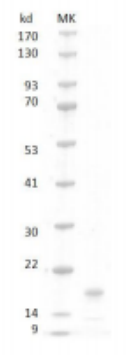 Human SCF Protein