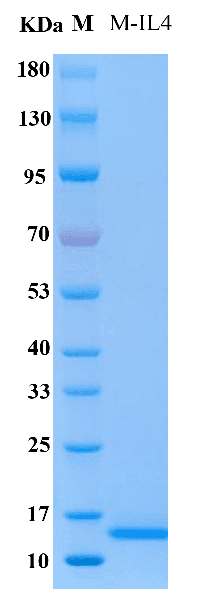 Mouse IL-4 protein